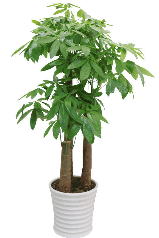 學習花藝大概要多少錢
