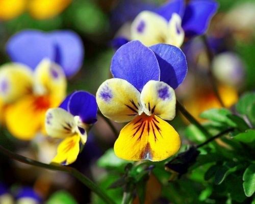 哪里有花藝師培訓