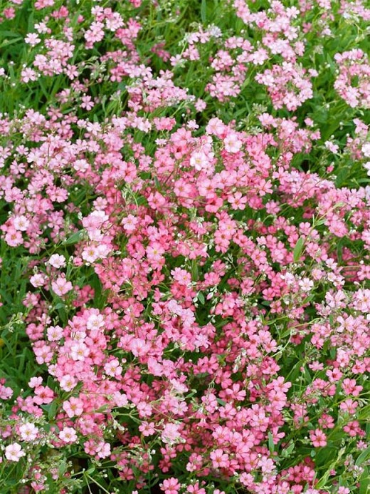 適合插花的七種花材,簡(jiǎn)單而優(yōu)美的風(fēng)格