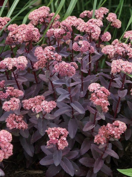 適合插花的七種花材,簡(jiǎn)單而優(yōu)美的風(fēng)格