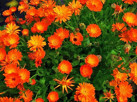 適合插花的七種花材,簡(jiǎn)單而優(yōu)美的風(fēng)格