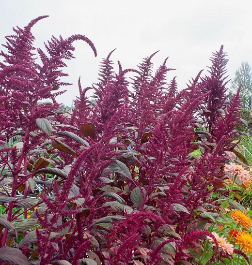 適合插花的七種花材,簡(jiǎn)單而優(yōu)美的風(fēng)格